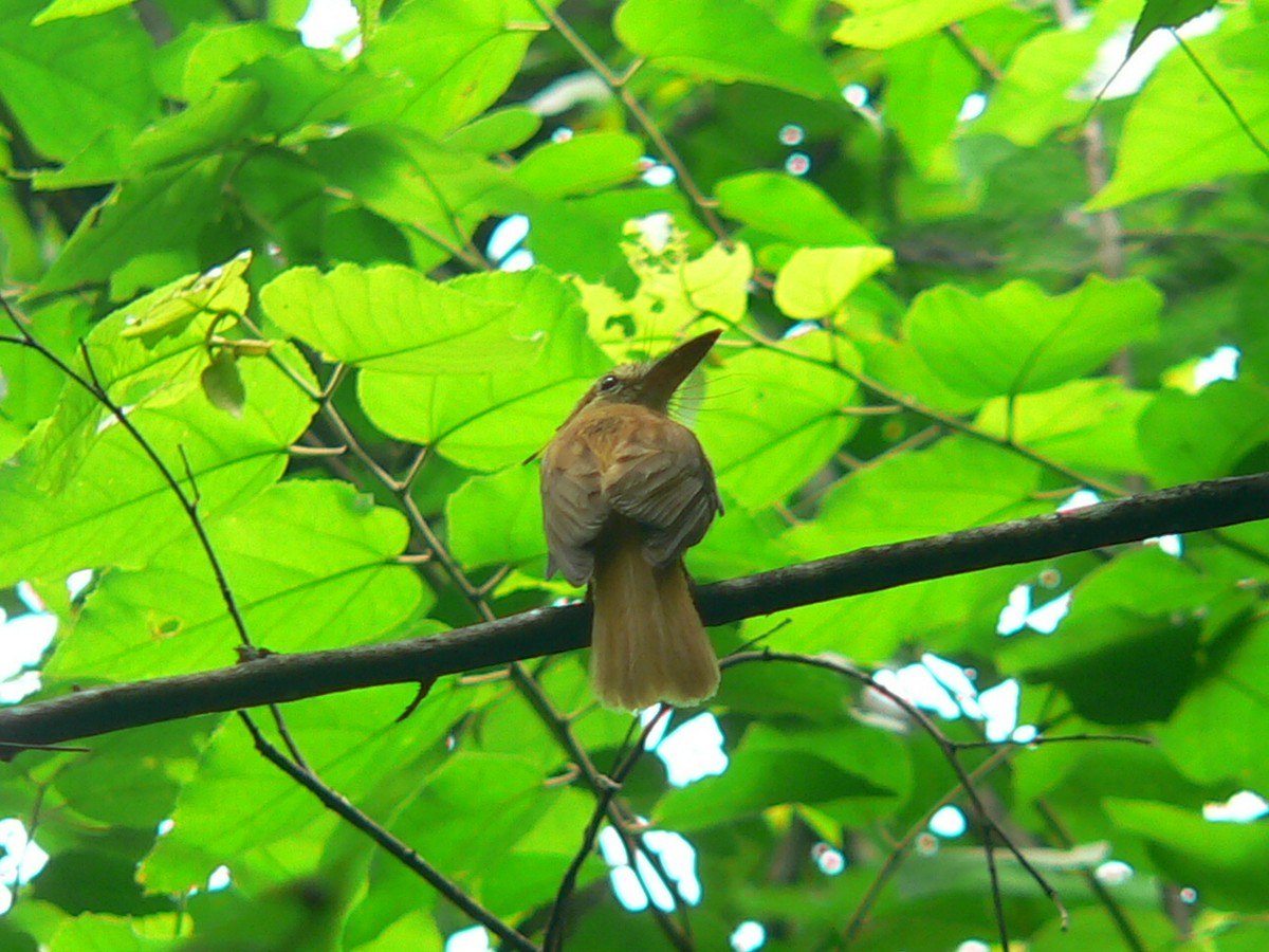 Tropical Royal Flycatcher (Pacific) - ML257542241