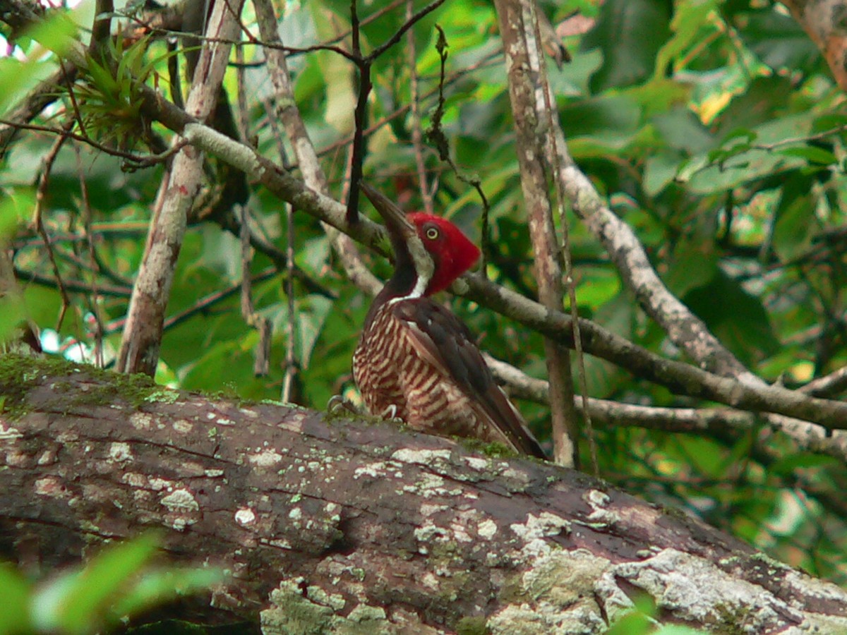 Guayaquil Woodpecker - ML257542511