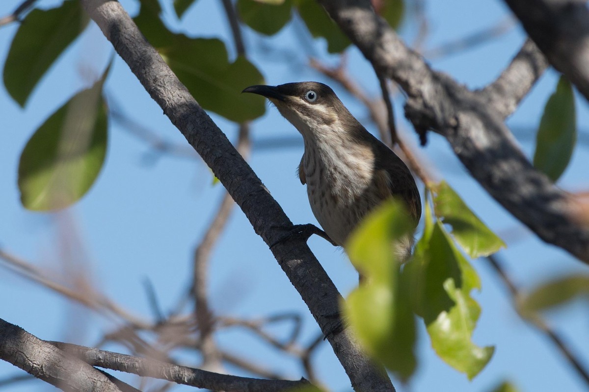 Kimberley Honeyeater - ML257542521