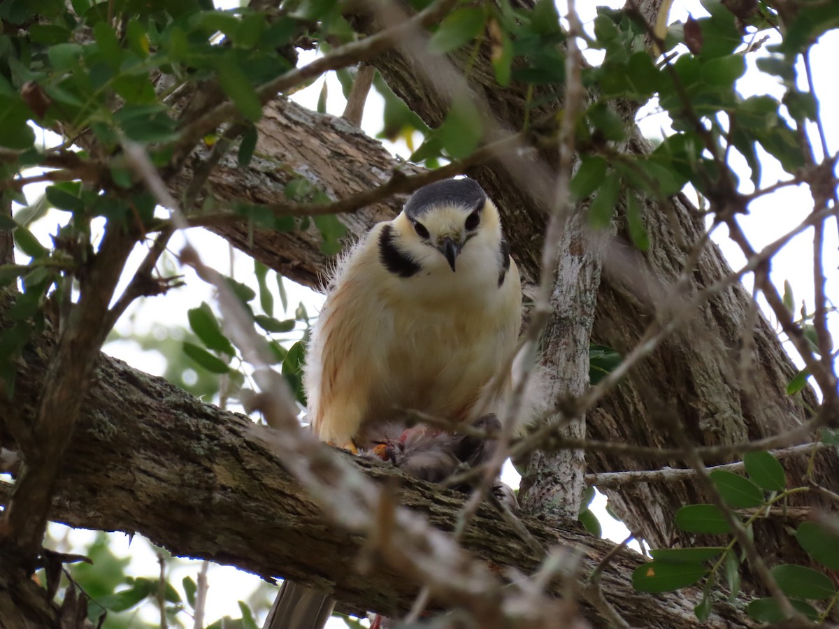 Pearl Kite - ML257542911