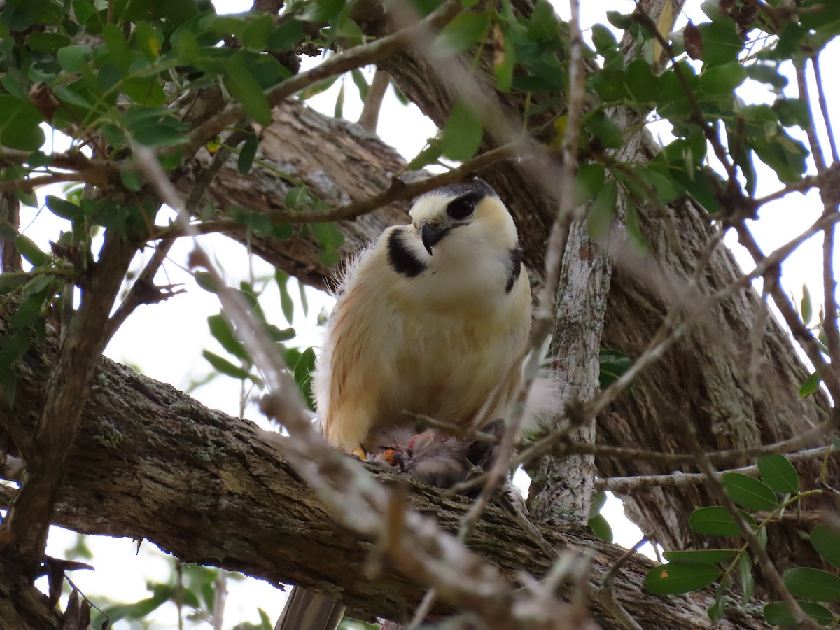 Pearl Kite - ML257542921