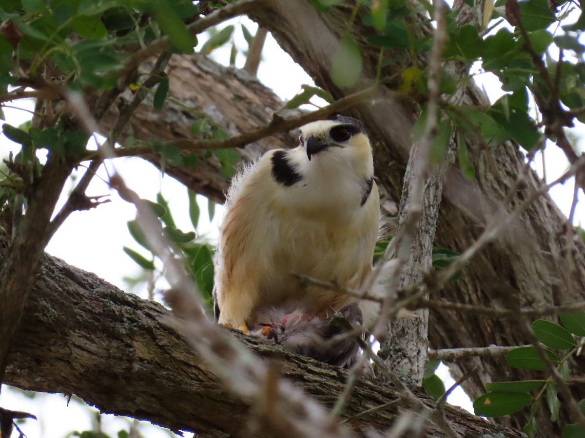 Pearl Kite - ML257542931