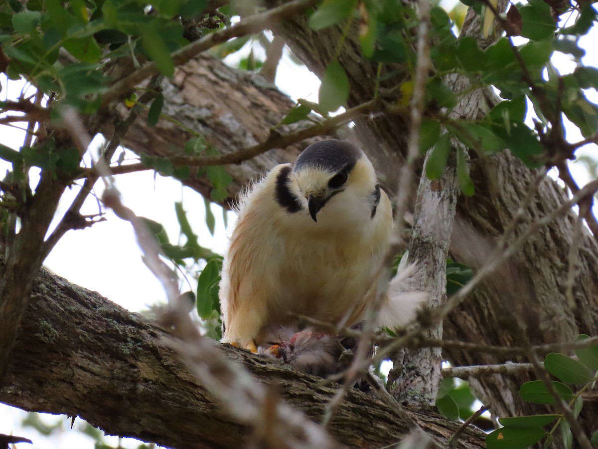 Pearl Kite - ML257542941
