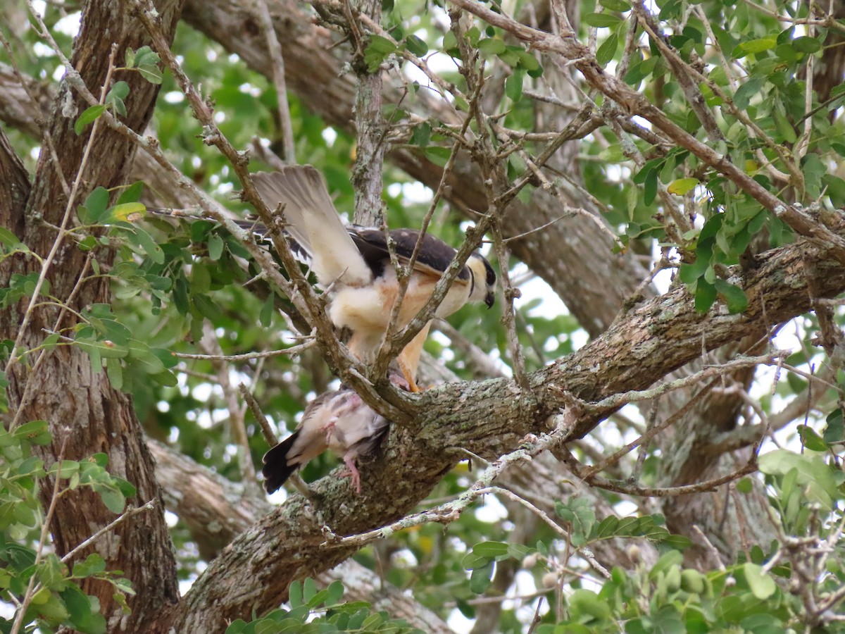 Pearl Kite - ML257542981