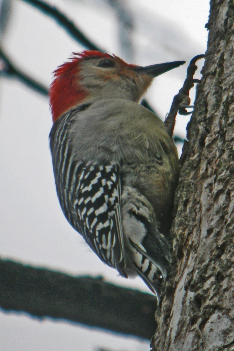 Red-bellied Woodpecker - ML25754301