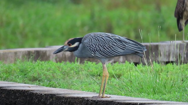 Yellow-crowned Night Heron - ML257543501