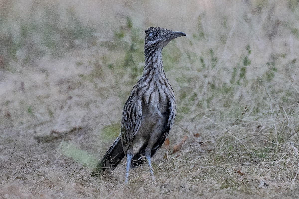 Greater Roadrunner - Michael Linz