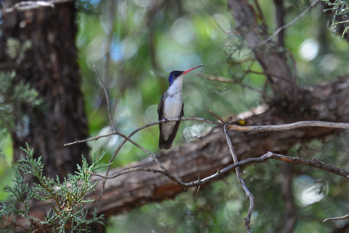 Violet-crowned Hummingbird - Beth McBroom