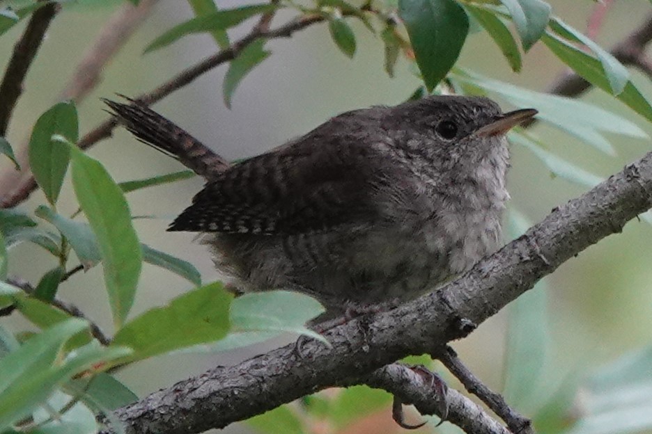 House Wren - ML257544961