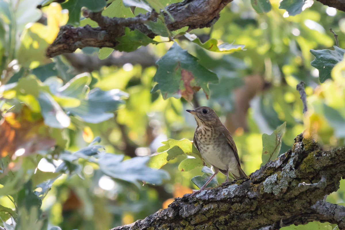 Gray-cheeked Thrush - Tim Emmerzaal