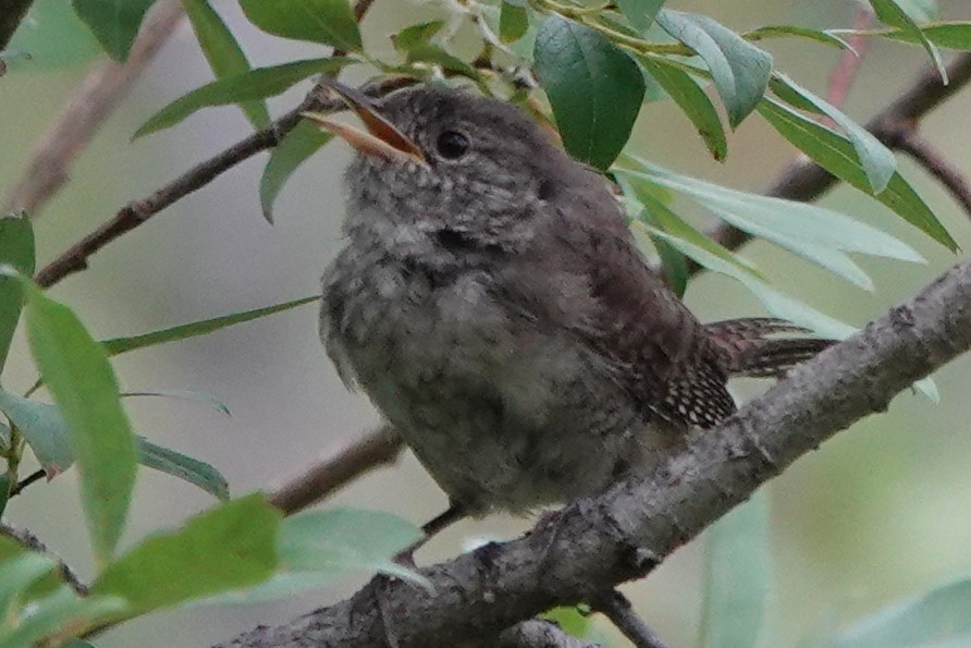 House Wren - ML257545301