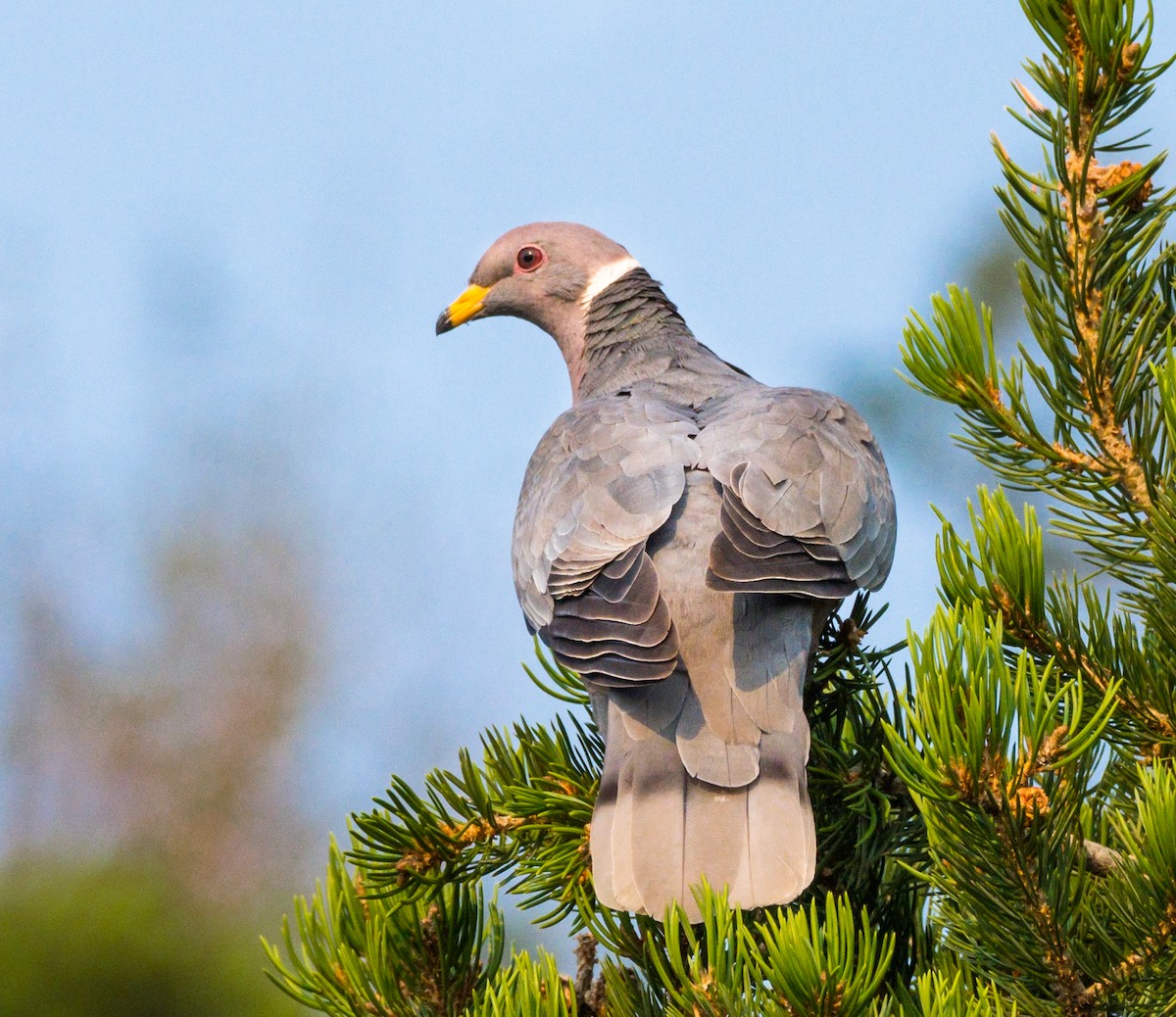 Band-tailed Pigeon - Jim Merritt