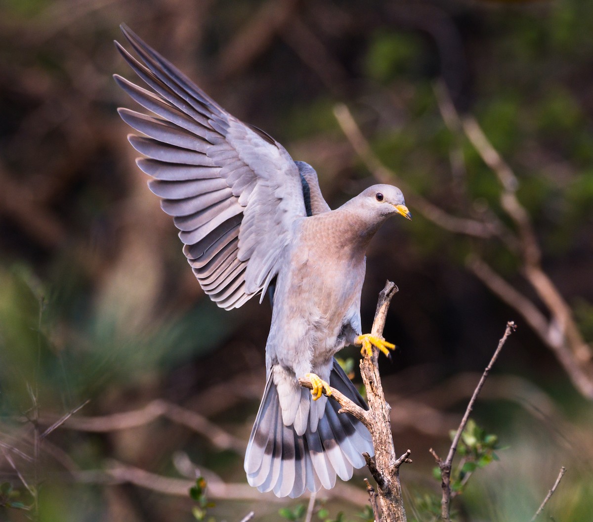 Band-tailed Pigeon - ML257545481