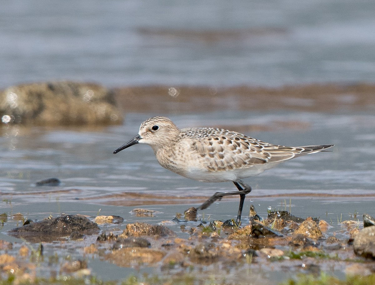 Baird's Sandpiper - ML257545881