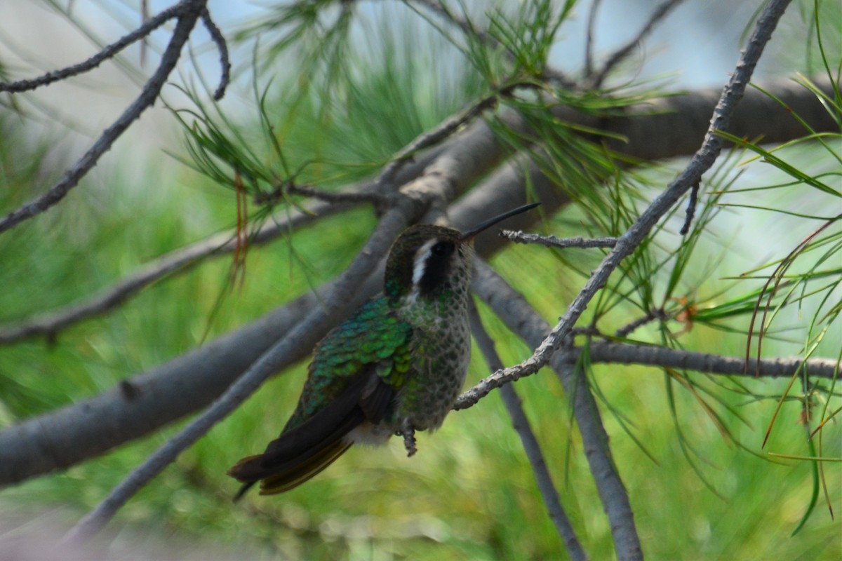 White-eared Hummingbird - ML257545991