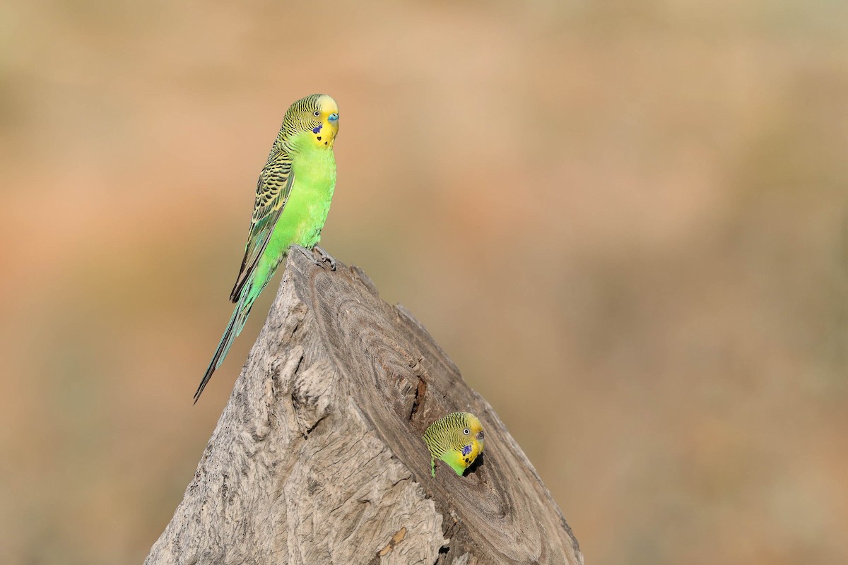 Budgerigar - ML257546101