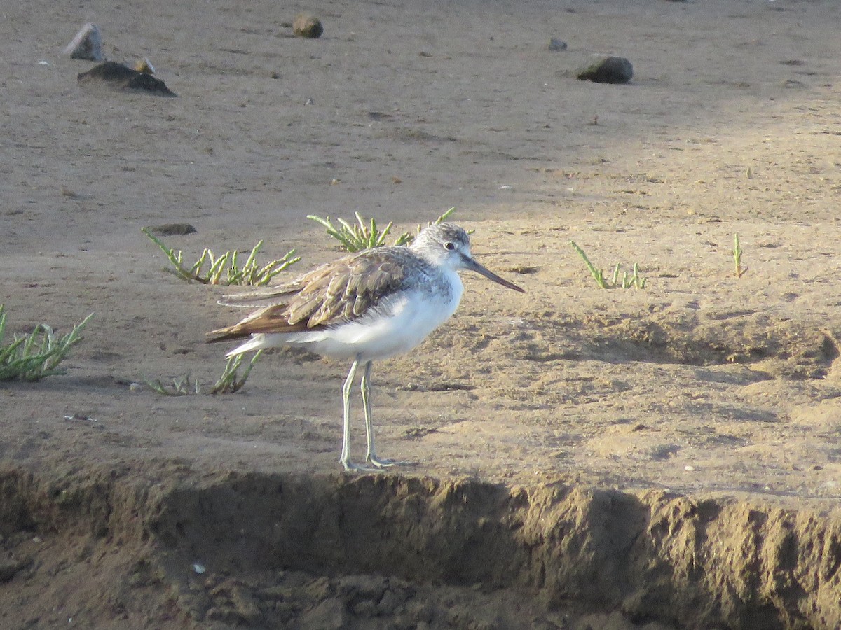 Common Greenshank - ML257547621