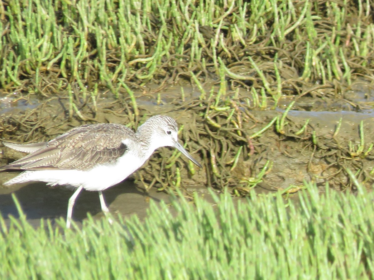 Common Greenshank - ML257547761