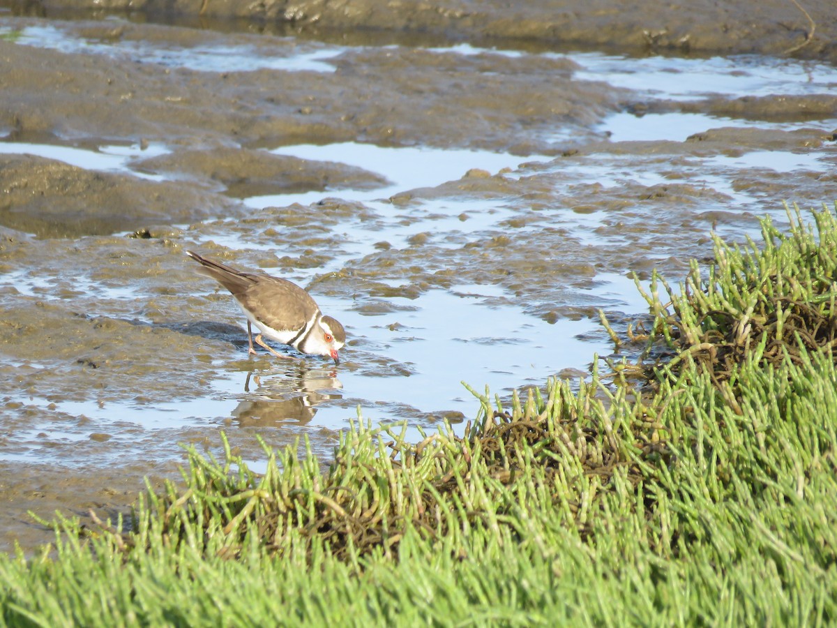 Three-banded Plover - ML257547791