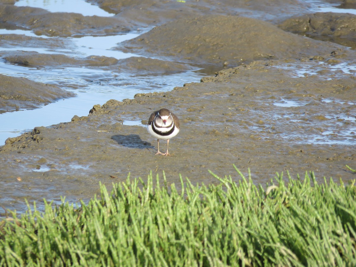 Three-banded Plover - ML257547811