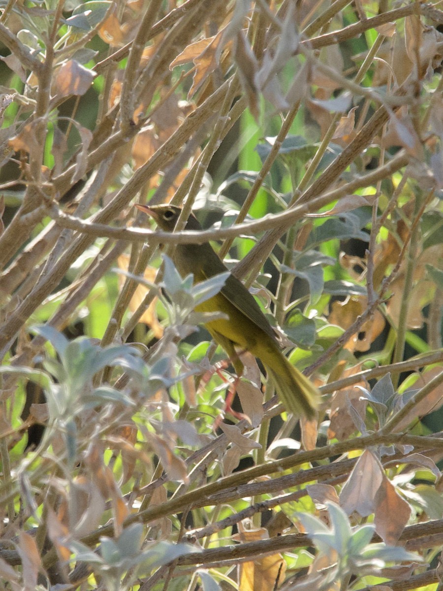 MacGillivray's Warbler - ML257551061