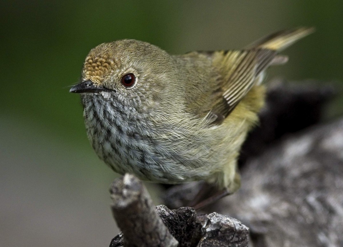 Brown Thornbill - ML257553341