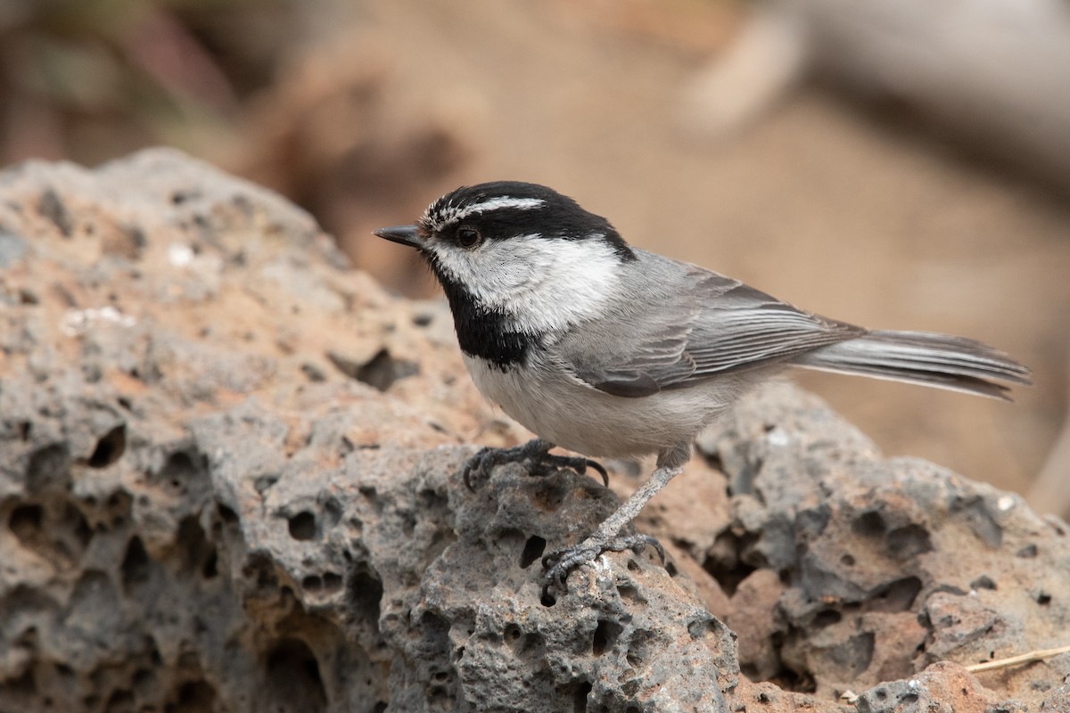 Mountain Chickadee - Glenn Cantor