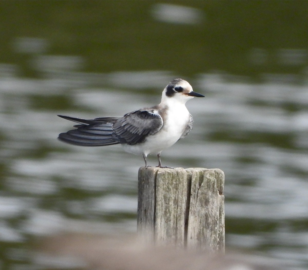 Black Tern - Pair of Wing-Nuts