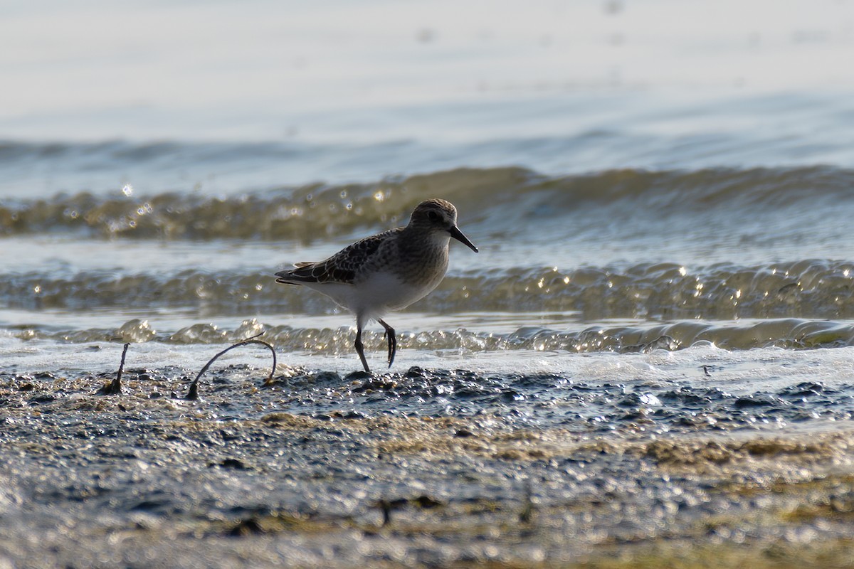 jespák dlouhokřídlý - ML257558281