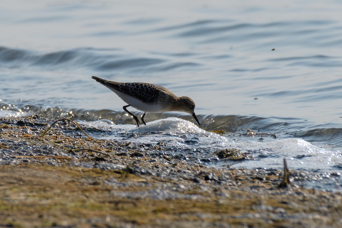 jespák dlouhokřídlý - ML257558431