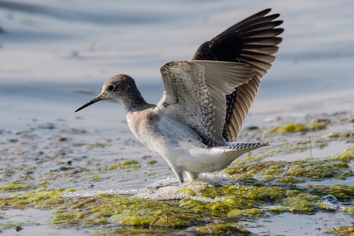 vodouš žlutonohý - ML257558441