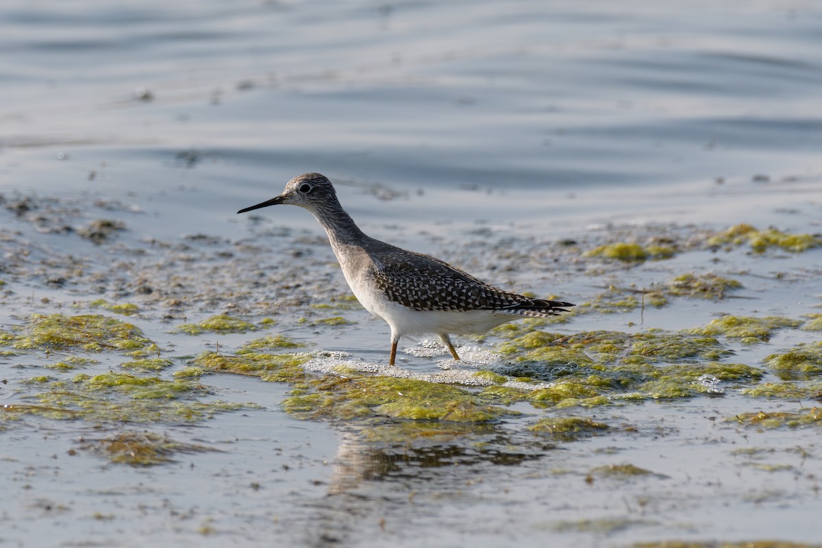 vodouš žlutonohý - ML257558471