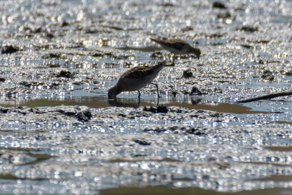 slukovec krátkozobý - ML257559591