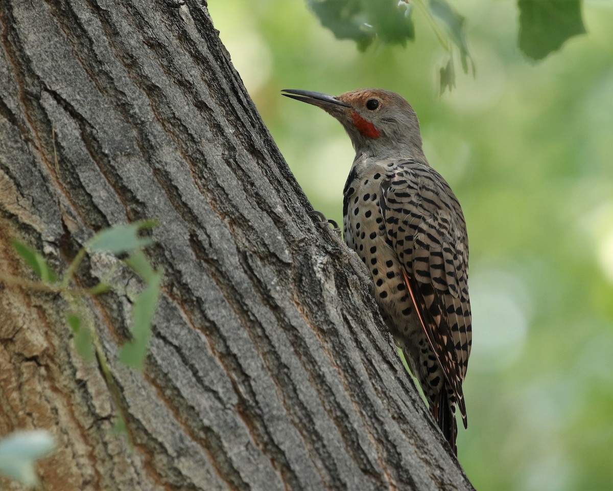 Northern Flicker - ML257561641