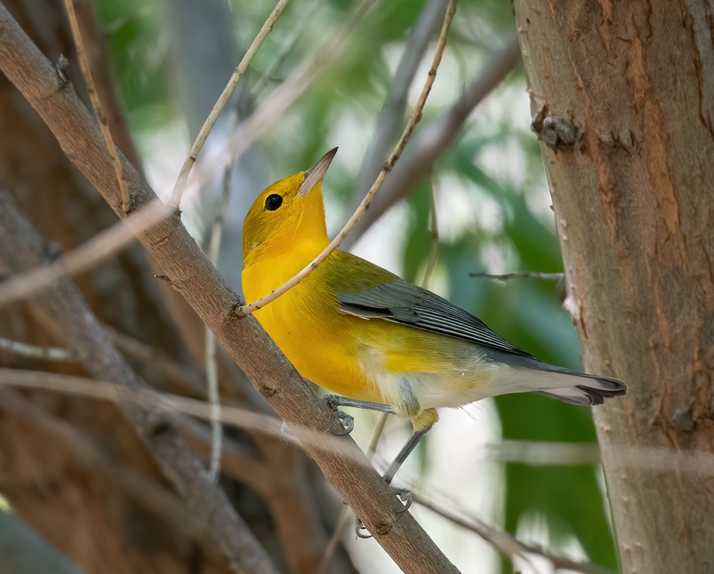 Prothonotary Warbler - ML257562231