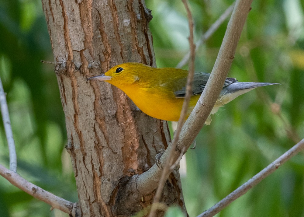 Prothonotary Warbler - ML257562241