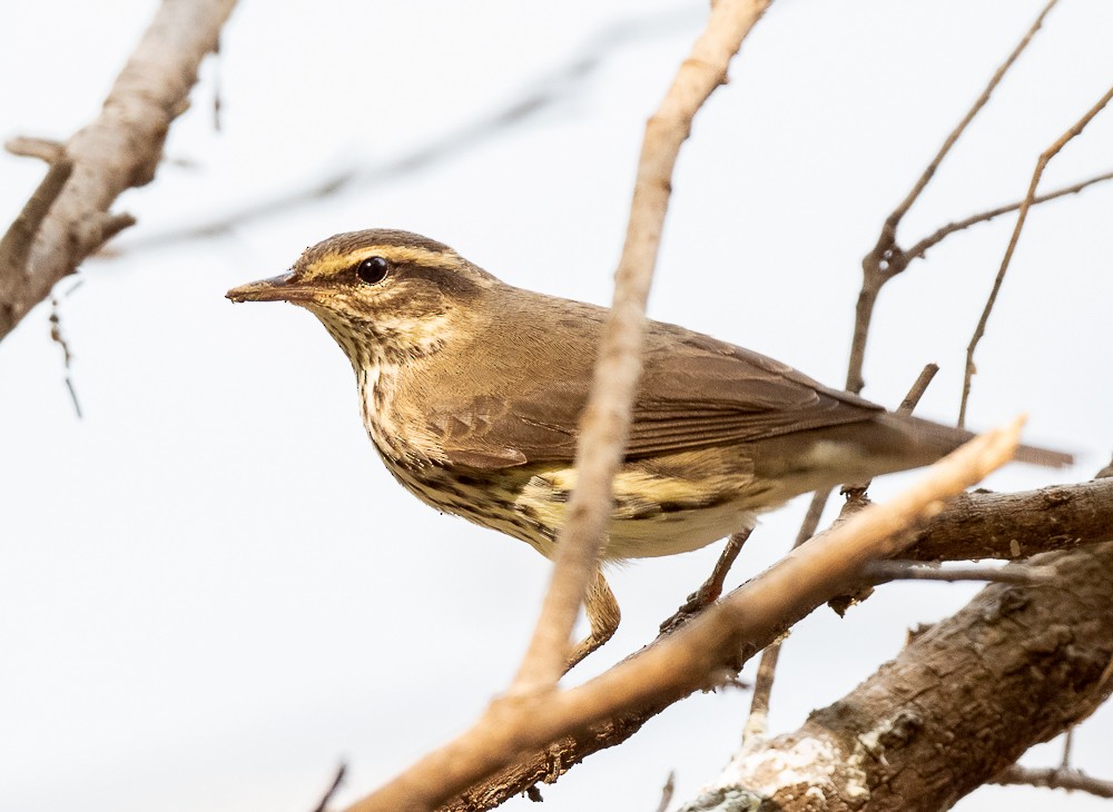 Northern Waterthrush - ML257562251