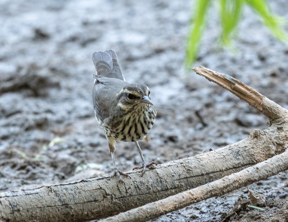 Northern Waterthrush - ML257562261