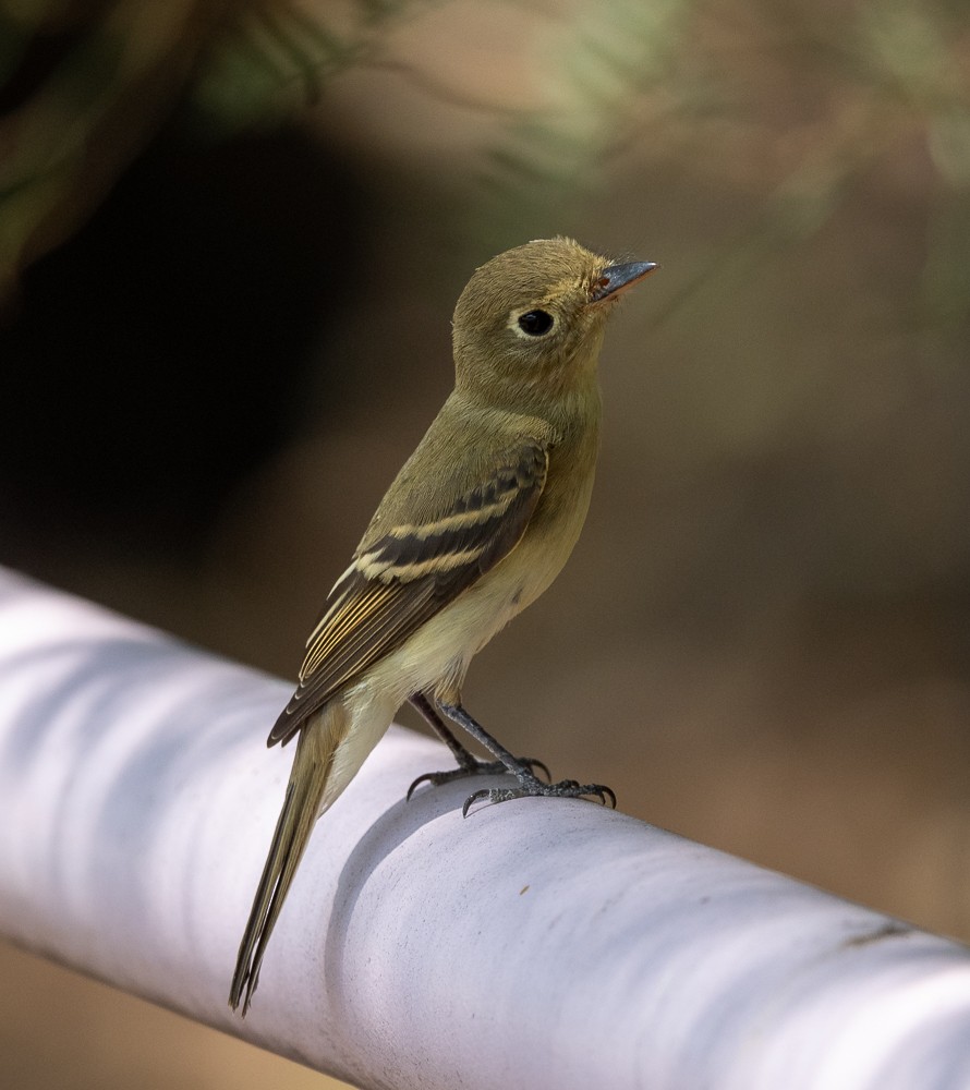 new world flycatcher sp. - ML257562321