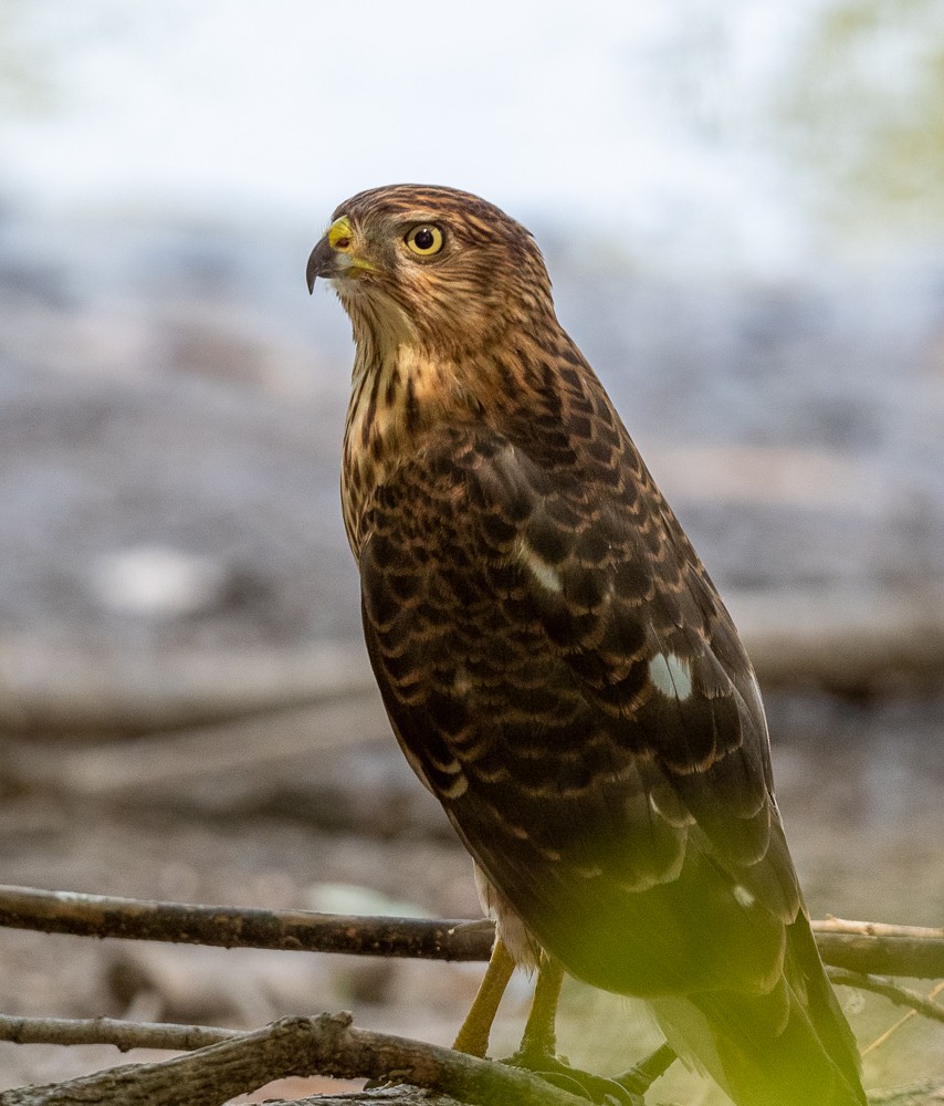 Sharp-shinned/Cooper's Hawk - ML257562701