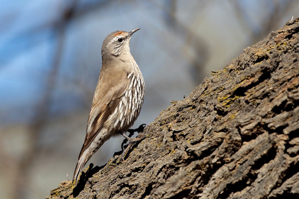 White-browed Treecreeper - ML257564041