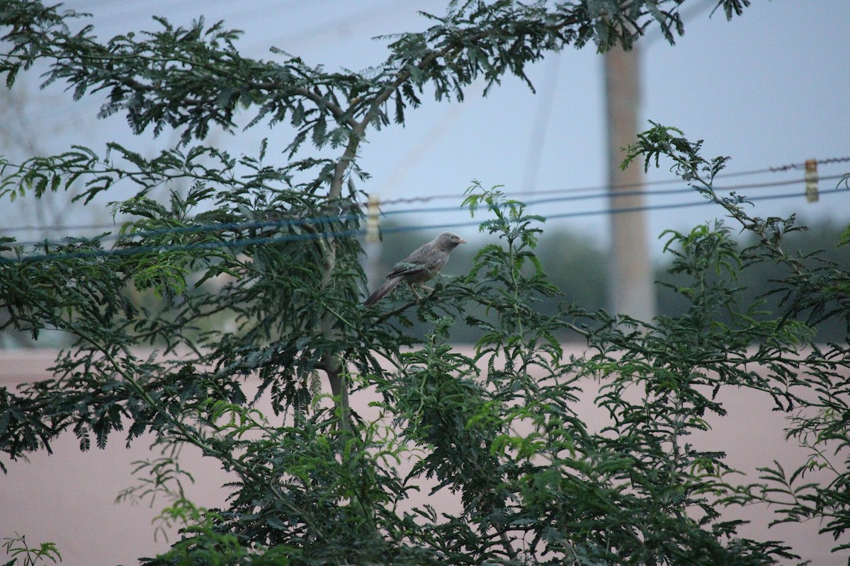 Yellow-billed Babbler - ML257564161