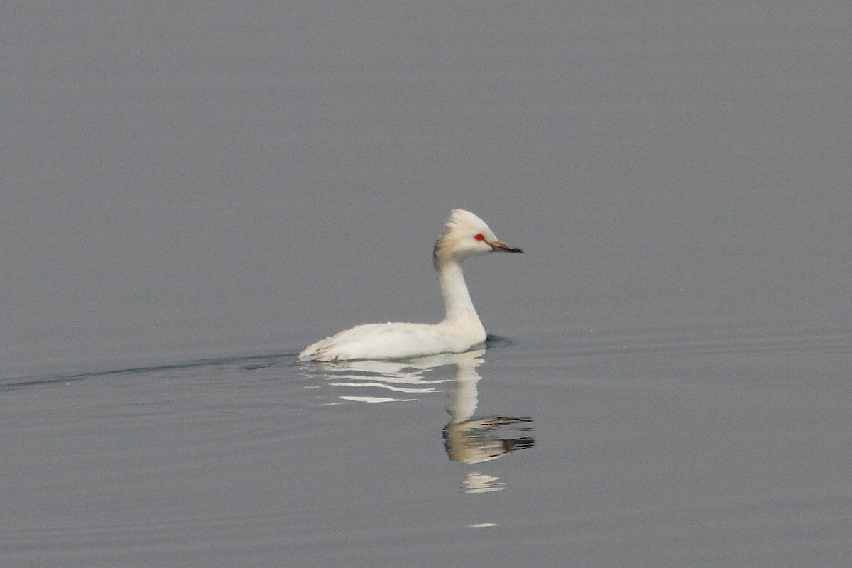 Eared Grebe - ML257564421