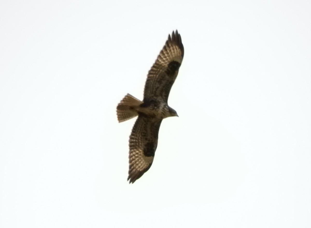 Common Buzzard - ML257564871