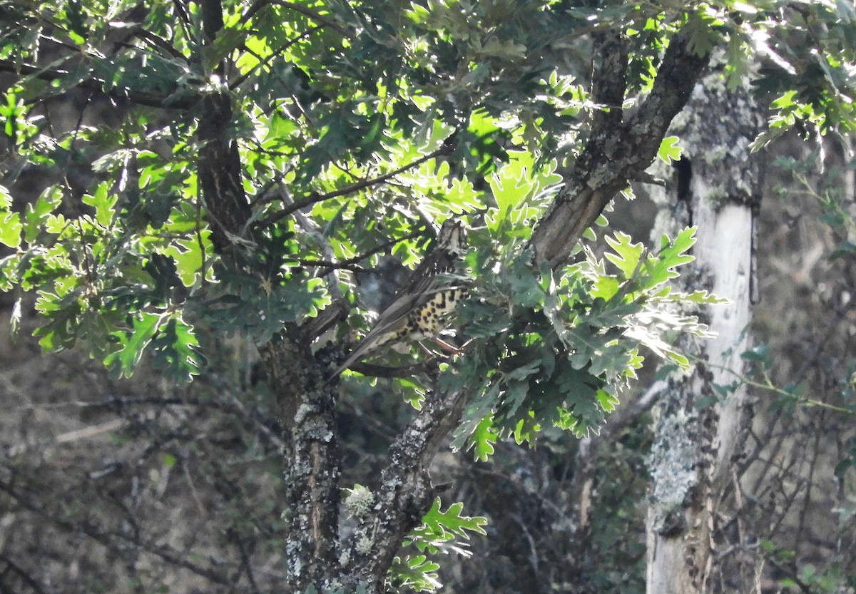 Mistle Thrush - ML257564931