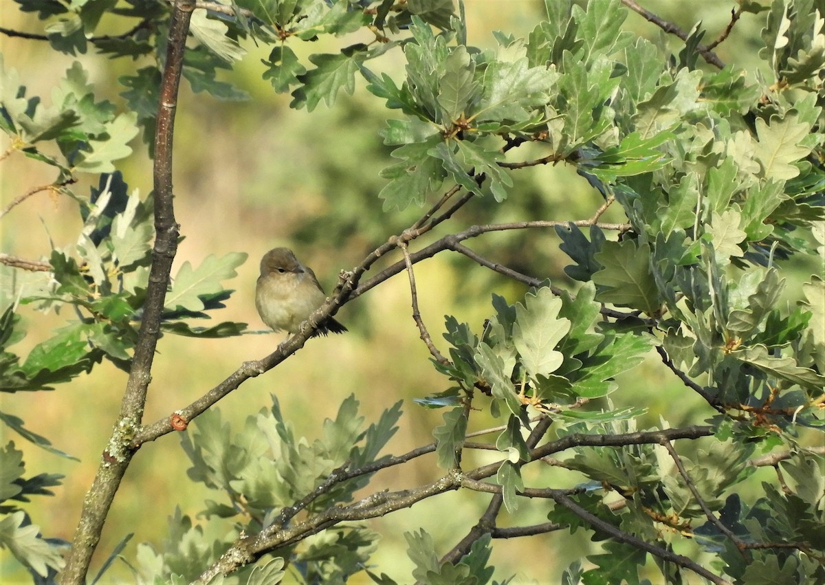 Garden Warbler - Pablo Pozo 🦅