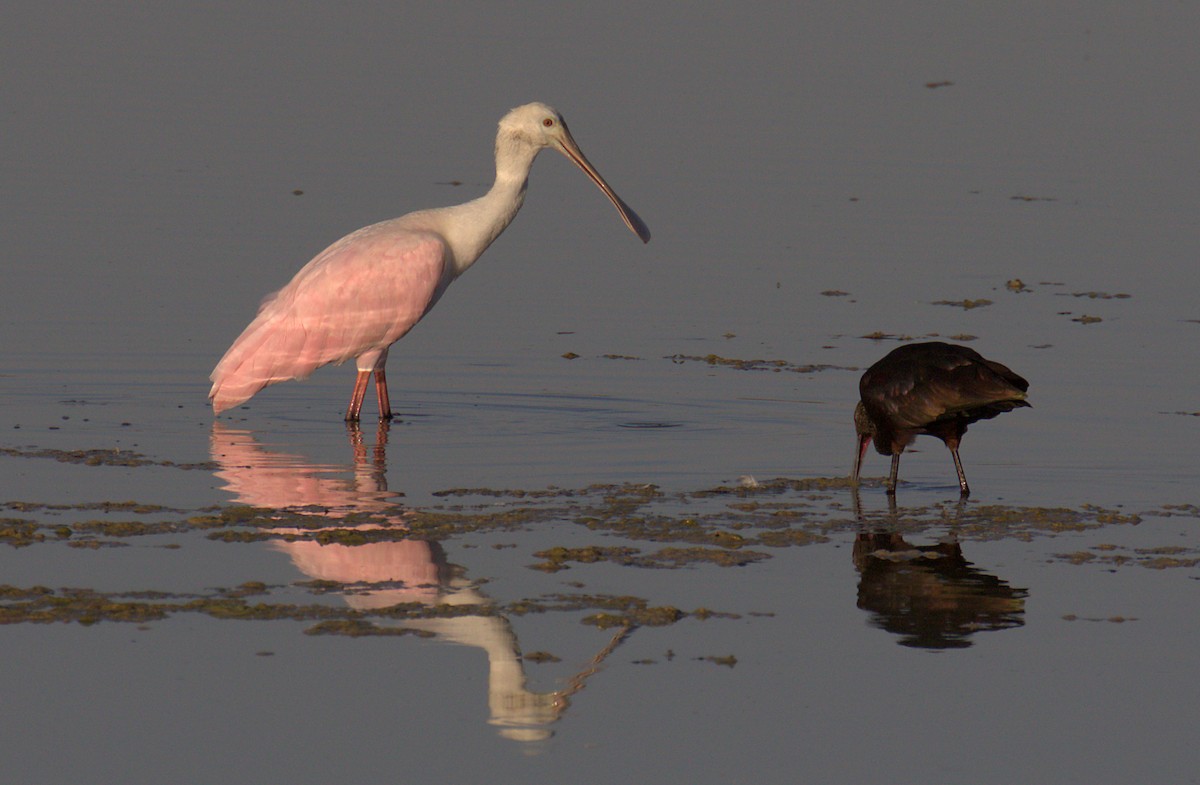 Roseate Spoonbill - Curtis Marantz