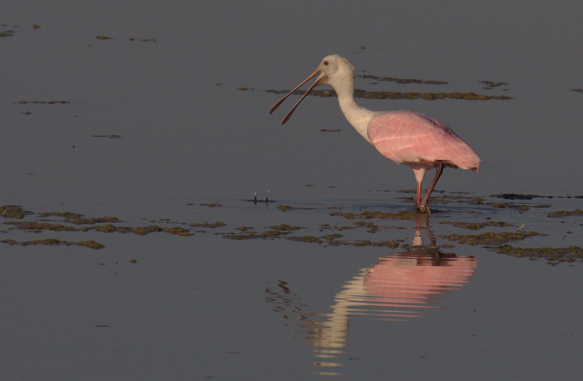 Roseate Spoonbill - Curtis Marantz