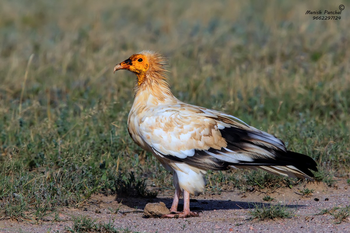 Egyptian Vulture - ML257565751