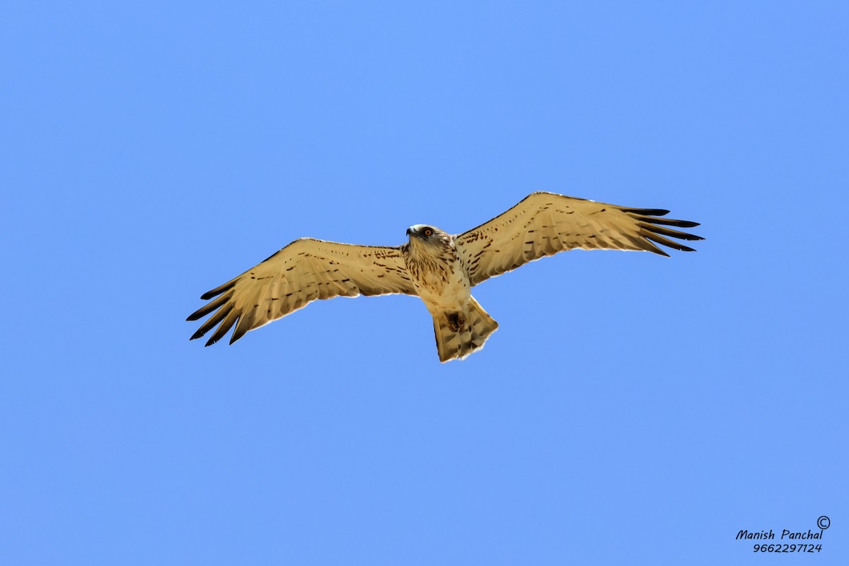 Short-toed Snake-Eagle - Manish Panchal